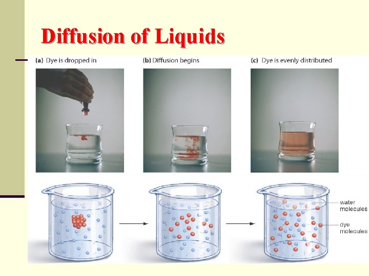 Diffusion of Liquids 