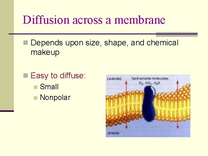 Diffusion across a membrane n Depends upon size, shape, and chemical makeup n Easy