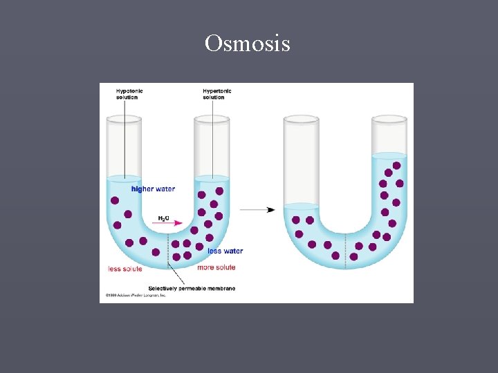 Osmosis 