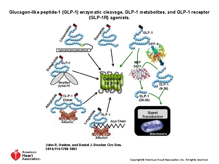 Glucagon-like peptide-1 (GLP-1) enzymatic cleavage, GLP-1 metabolites, and GLP-1 receptor (GLP-1 R) agonists. John