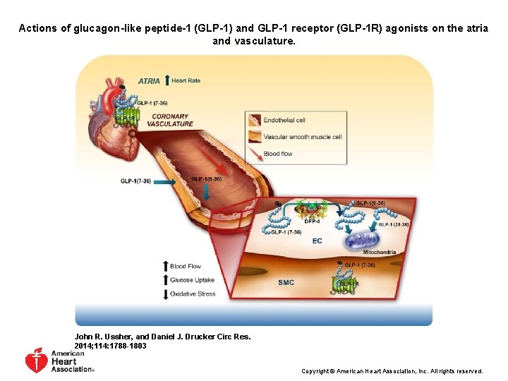 Actions of glucagon-like peptide-1 (GLP-1) and GLP-1 receptor (GLP-1 R) agonists on the atria