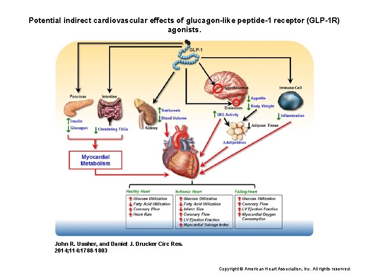 Potential indirect cardiovascular effects of glucagon-like peptide-1 receptor (GLP-1 R) agonists. John R. Ussher,