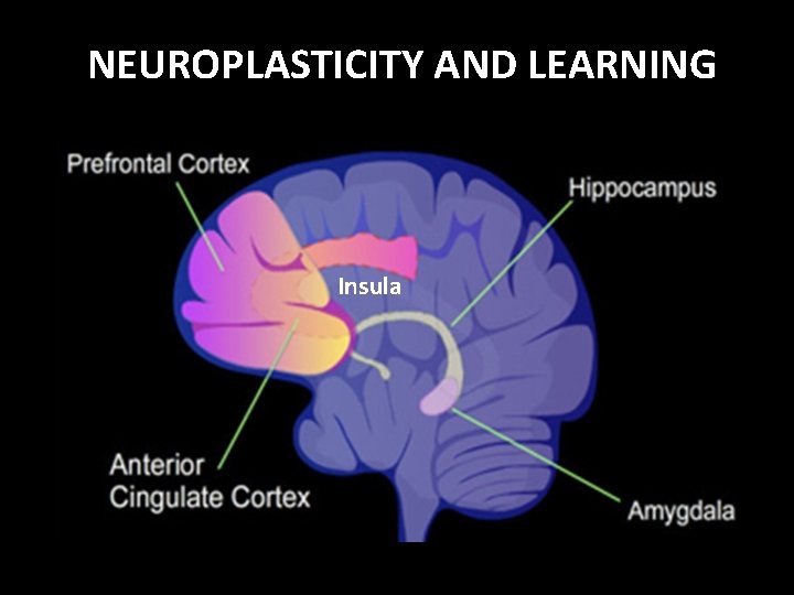 NEUROPLASTICITY AND LEARNING Insula 