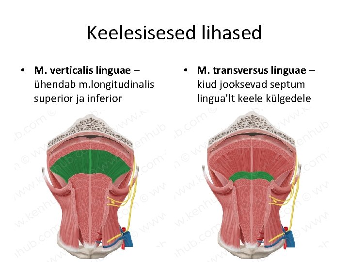 Keelesisesed lihased • M. verticalis linguae – ühendab m. longitudinalis superior ja inferior •