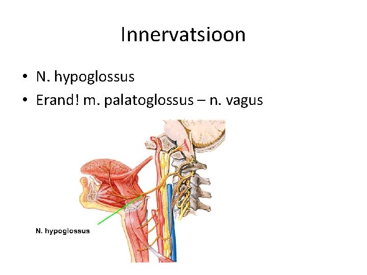 Innervatsioon • N. hypoglossus • Erand! m. palatoglossus – n. vagus 