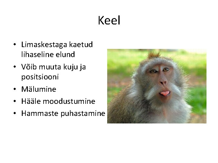 Keel • Limaskestaga kaetud lihaseline elund • Võib muuta kuju ja positsiooni • Mälumine