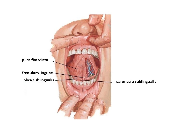 plica fimbriata frenulum linguae plica sublingualis caruncula sublingualis 