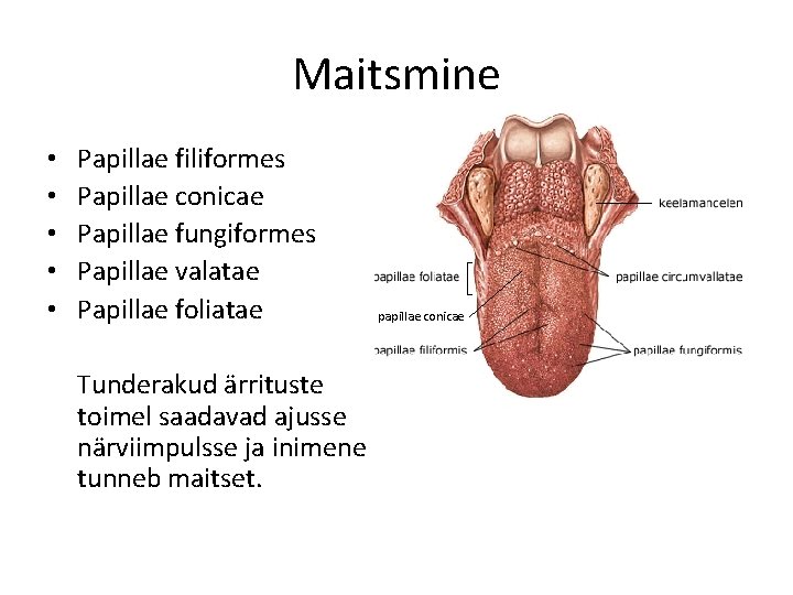 Maitsmine • • • Papillae filiformes Papillae conicae Papillae fungiformes Papillae valatae Papillae foliatae