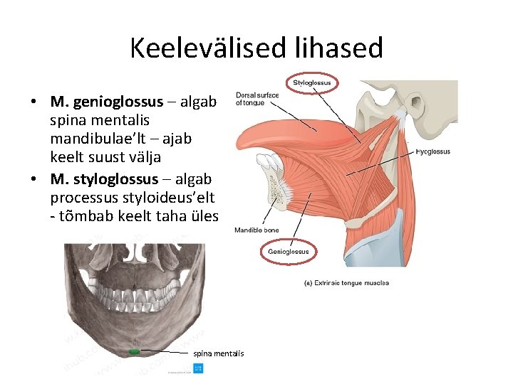 Keelevälised lihased • M. genioglossus – algab spina mentalis mandibulae’lt – ajab keelt suust