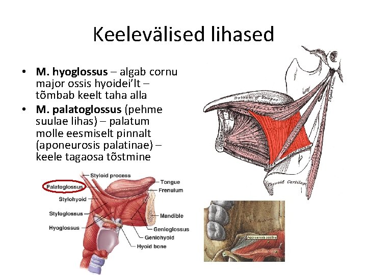 Keelevälised lihased • M. hyoglossus – algab cornu major ossis hyoidei’lt – tõmbab keelt