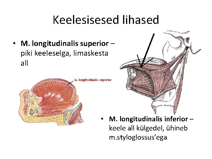 Keelesisesed lihased • M. longitudinalis superior – piki keeleselga, limaskesta all • M. longitudinalis