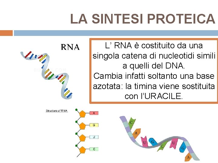 LA SINTESI PROTEICA L’ RNA è costituito da una singola catena di nucleotidi simili