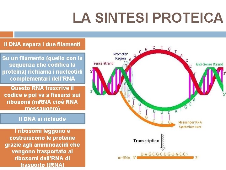 LA SINTESI PROTEICA Il DNA separa i due filamenti Su un filamento (quello con