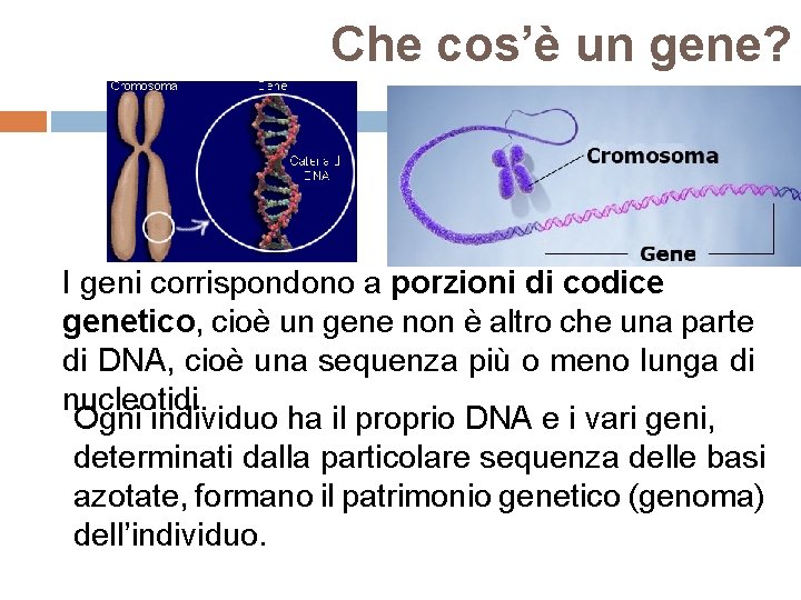 Che cos’è un gene? I geni corrispondono a porzioni di codice genetico, cioè un