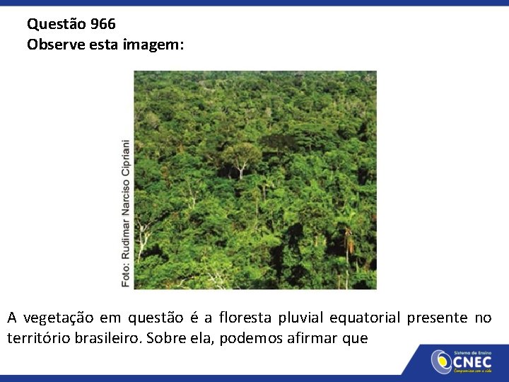 Questão 966 Observe esta imagem: A vegetação em questão é a floresta pluvial equatorial