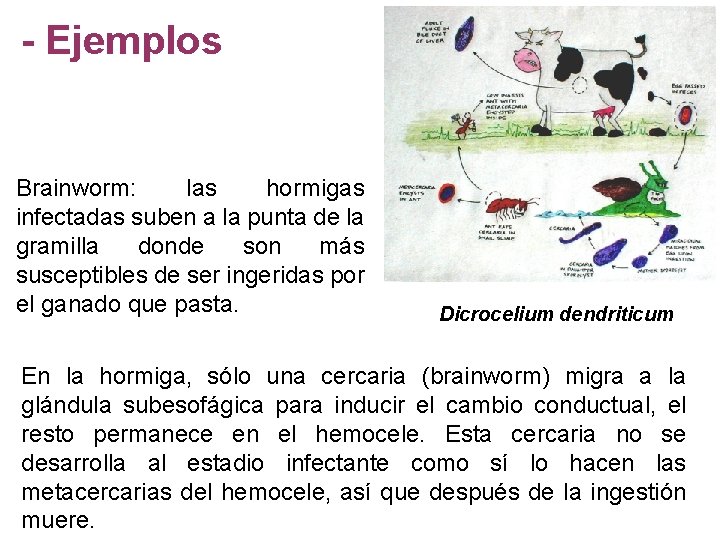 - Ejemplos Brainworm: las hormigas infectadas suben a la punta de la gramilla donde