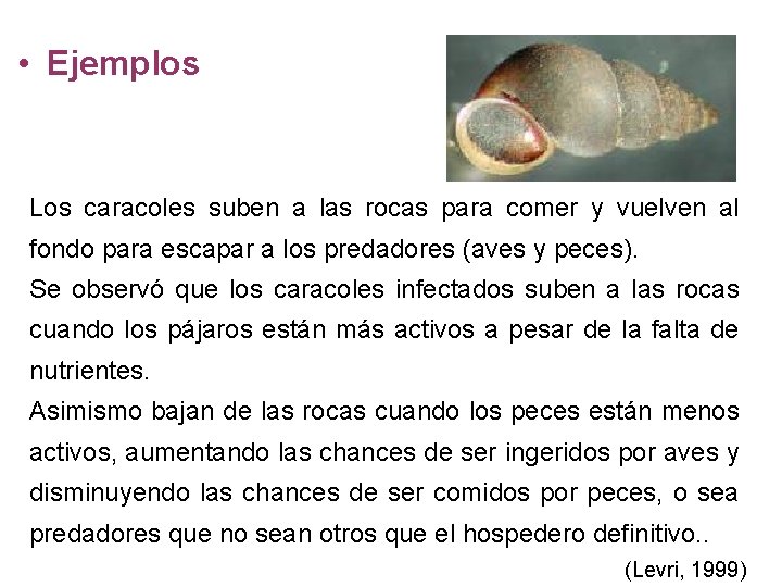  • Ejemplos Los caracoles suben a las rocas para comer y vuelven al
