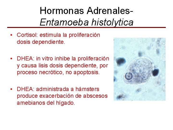 Hormonas Adrenales. Entamoeba histolytica • Cortisol: estimula la proliferación dosis dependiente. • DHEA: in