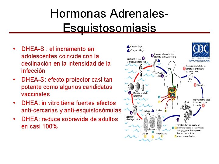 Hormonas Adrenales. Esquistosomiasis • DHEA-S : el incremento en adolescentes coincide con la declinación