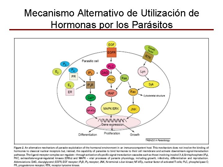 Mecanismo Alternativo de Utilización de Hormonas por los Parásitos 