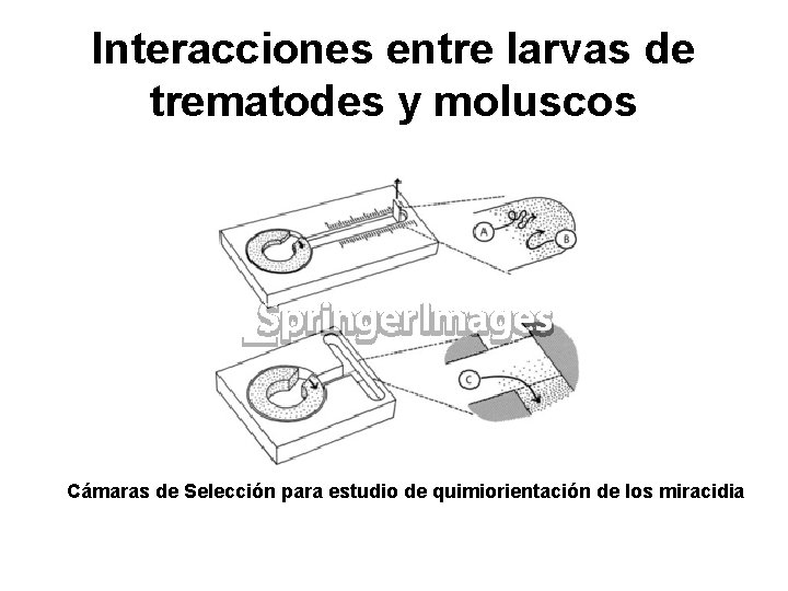 Interacciones entre larvas de trematodes y moluscos Cámaras de Selección para estudio de quimiorientación