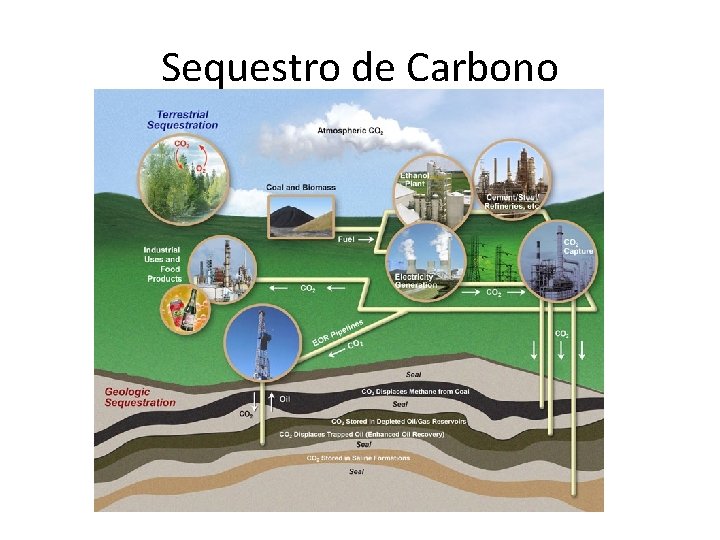 Sequestro de Carbono 