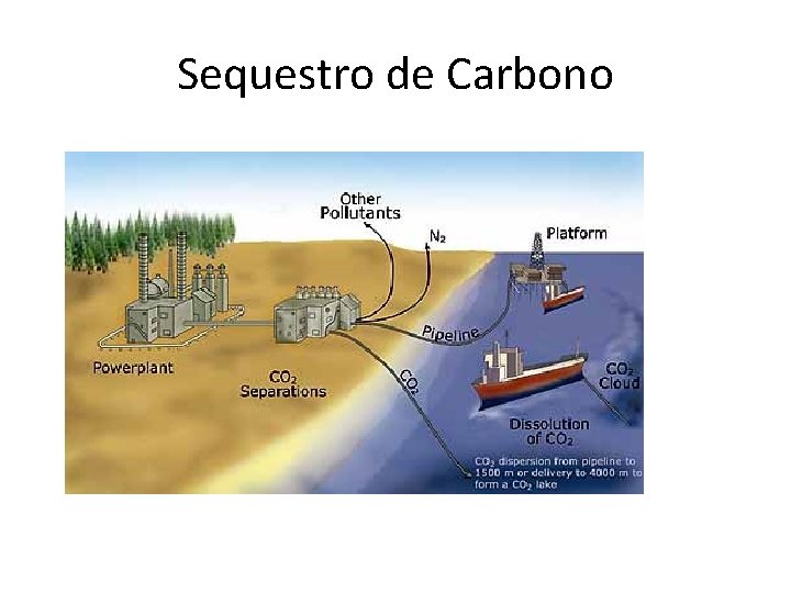 Sequestro de Carbono 