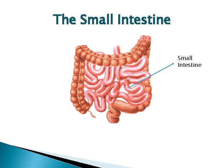 The Small Intestine 