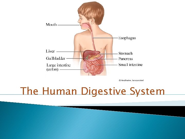 The Human Digestive System 