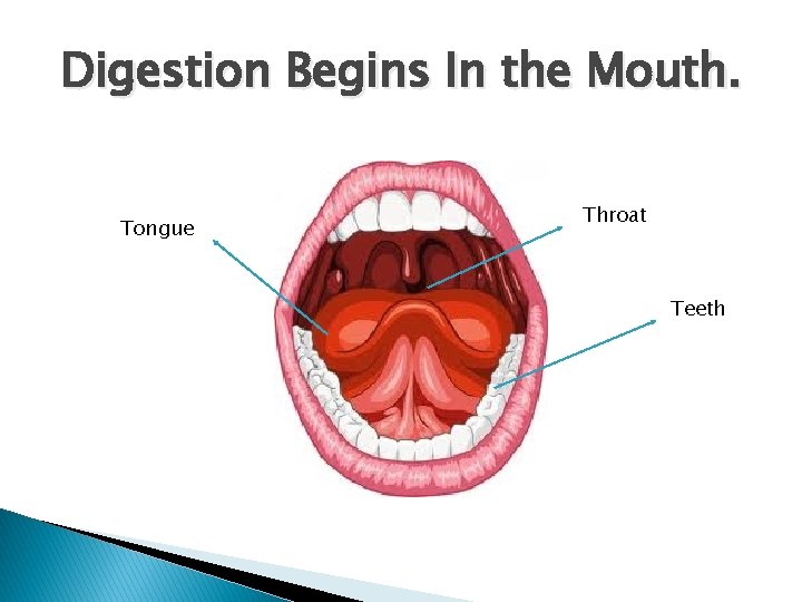 Digestion Begins In the Mouth. Tongue Throat Teeth 
