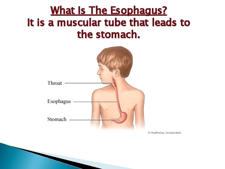 What Is The Esophagus? It is a muscular tube that leads to the stomach.