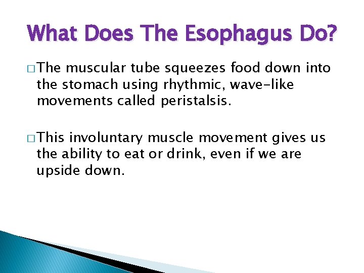 What Does The Esophagus Do? � The muscular tube squeezes food down into the