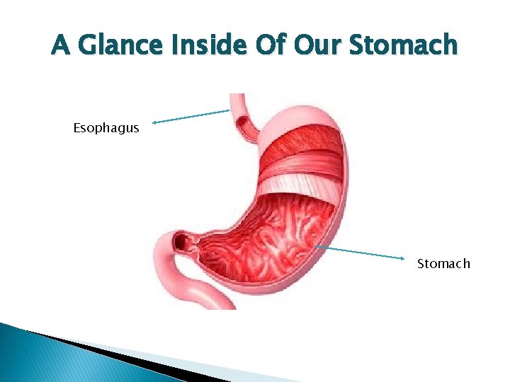 A Glance Inside Of Our Stomach Esophagus Stomach 