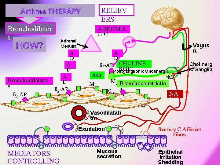 Asthma THERAPY Bronchodilator s ADRENER GIC Adrenal Medulla HOW? Bronchodilatatio n ß 2 -AR Asthma THERAPY Bronchodilator s ADRENER GIC Adrenal Medulla HOW? Bronchodilatatio n ß 2 -AR
