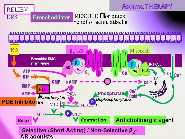 Asthma THERAPY RELIEV ERS Bronchodilator RESCUE �for quick relief of acute attacks s NO Asthma THERAPY RELIEV ERS Bronchodilator RESCUE �for quick relief of acute attacks s NO
