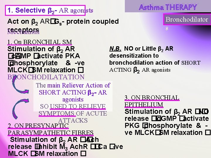 Asthma THERAPY 1. Selective β 2 - AR agonists Act on β 2 AR�Gs- Asthma THERAPY 1. Selective β 2 - AR agonists Act on β 2 AR�Gs-