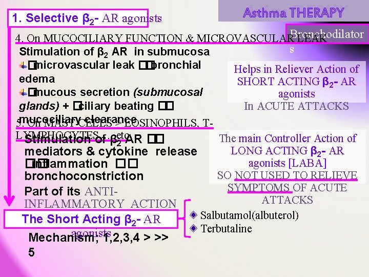 1. Selective β 2 - AR agonists Asthma THERAPY 4. On MUCOCILIARY FUNCTION & 1. Selective β 2 - AR agonists Asthma THERAPY 4. On MUCOCILIARY FUNCTION &