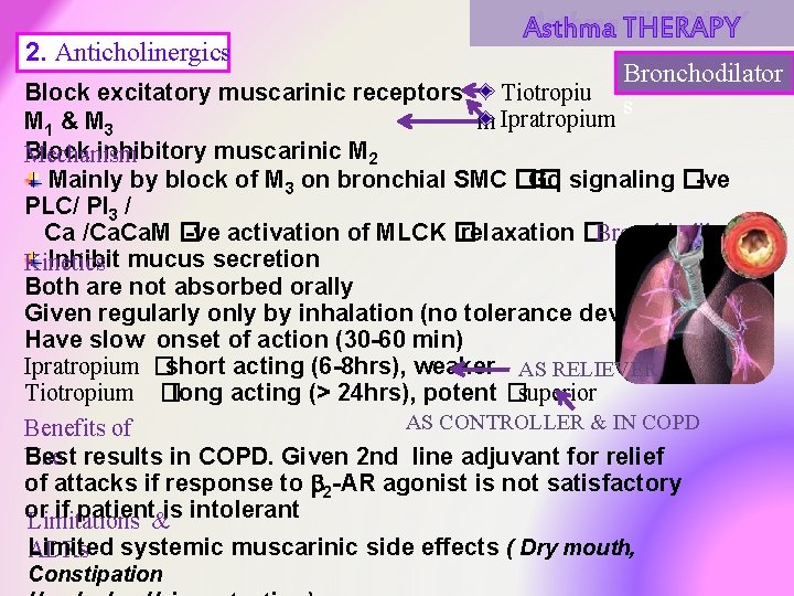 2. Anticholinergics Asthma THERAPY Bronchodilator s Tiotropiu Block excitatory muscarinic receptors m Ipratropium M 2. Anticholinergics Asthma THERAPY Bronchodilator s Tiotropiu Block excitatory muscarinic receptors m Ipratropium M