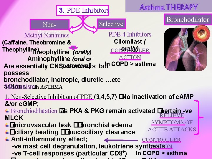 3. PDE Inhibitors Non. Selective Methyl Xanthines Asthma THERAPY Selective PDE-4 Inhibitors Bronchodilator s 3. PDE Inhibitors Non. Selective Methyl Xanthines Asthma THERAPY Selective PDE-4 Inhibitors Bronchodilator s