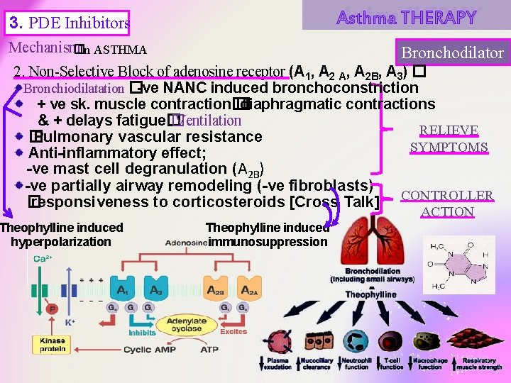 Asthma THERAPY 3. PDE Inhibitors Mechanism � In ASTHMA Bronchodilator 2. Non-Selective Block of Asthma THERAPY 3. PDE Inhibitors Mechanism � In ASTHMA Bronchodilator 2. Non-Selective Block of