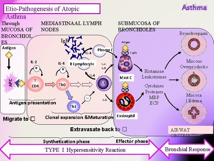 Asthma Etio-Pathogenesis of Atopic Asthma MEDIASTINAAL LYMPH NODES Through MUCOSA OF BRONCHIOL ES Bronchospasm Asthma Etio-Pathogenesis of Atopic Asthma MEDIASTINAAL LYMPH NODES Through MUCOSA OF BRONCHIOL ES Bronchospasm