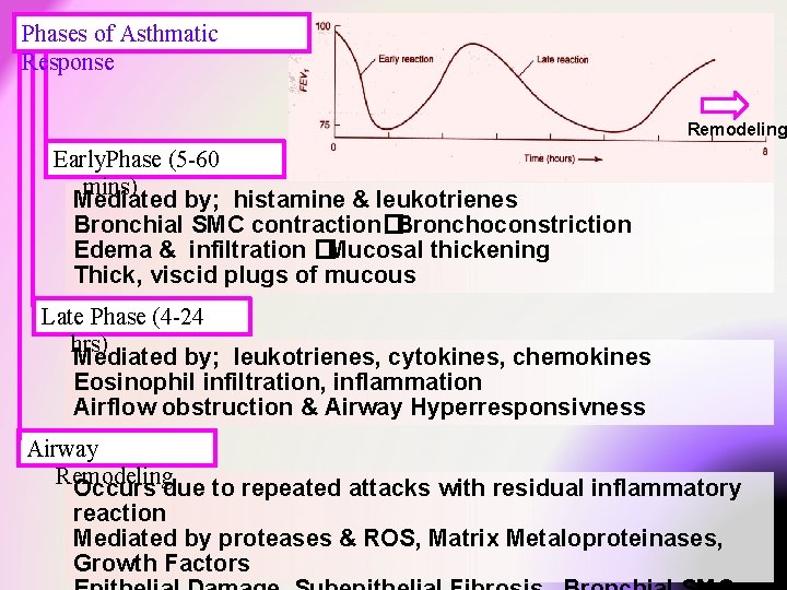 Phases of Asthmatic Response Remodeling Early. Phase (5 -60 mins) Mediated by; histamine & Phases of Asthmatic Response Remodeling Early. Phase (5 -60 mins) Mediated by; histamine &