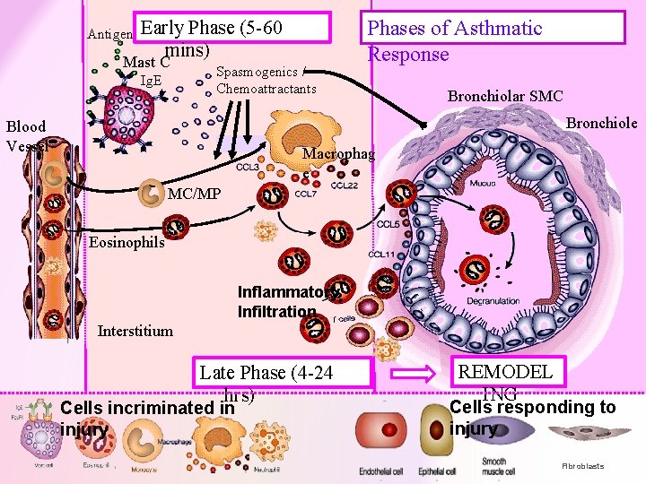 Antigen Early Phase (5 -60 mins) Mast C Ig. E Spasmogenics / Chemoattractants Phases Antigen Early Phase (5 -60 mins) Mast C Ig. E Spasmogenics / Chemoattractants Phases