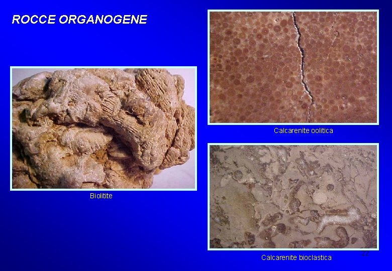 ROCCE ORGANOGENE Calcarenite oolitica Biolitite Calcarenite bioclastica 22 