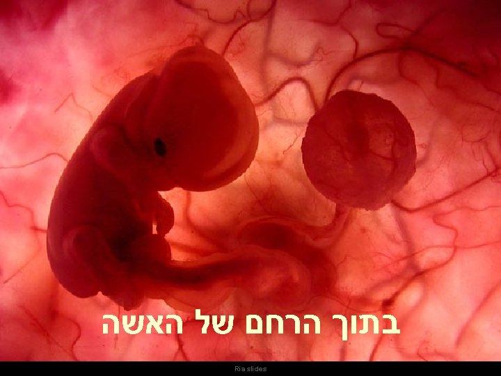  בתוך הרחם של האשה Um feto de poucas semanas encontra-se no interior do