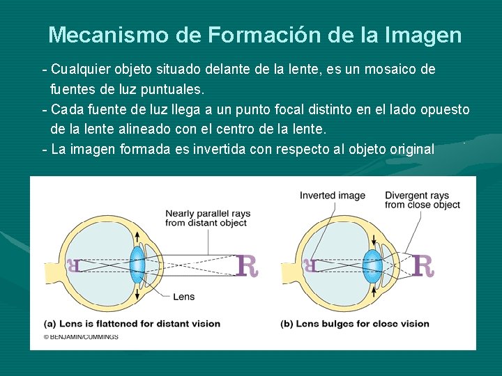 Mecanismo de Formación de la Imagen - Cualquier objeto situado delante de la lente, Mecanismo de Formación de la Imagen - Cualquier objeto situado delante de la lente,