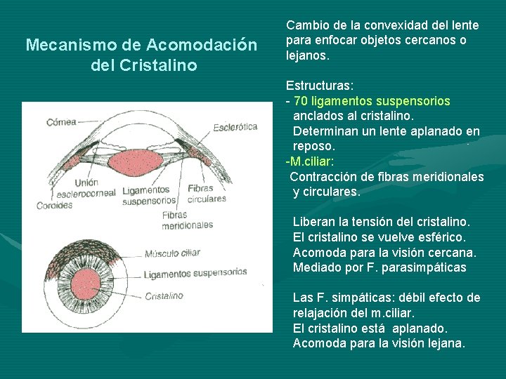 Mecanismo de Acomodación del Cristalino Cambio de la convexidad del lente para enfocar objetos Mecanismo de Acomodación del Cristalino Cambio de la convexidad del lente para enfocar objetos