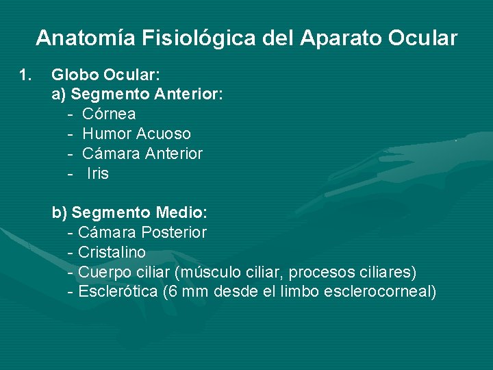 Anatomía Fisiológica del Aparato Ocular 1. Globo Ocular: a) Segmento Anterior: - Córnea - Anatomía Fisiológica del Aparato Ocular 1. Globo Ocular: a) Segmento Anterior: - Córnea -