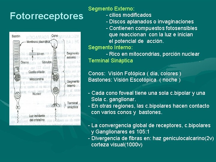 Fotorreceptores Segmento Externo: - cilios modificados - Discos aplanados o invaginaciones - Contienen compuestos Fotorreceptores Segmento Externo: - cilios modificados - Discos aplanados o invaginaciones - Contienen compuestos