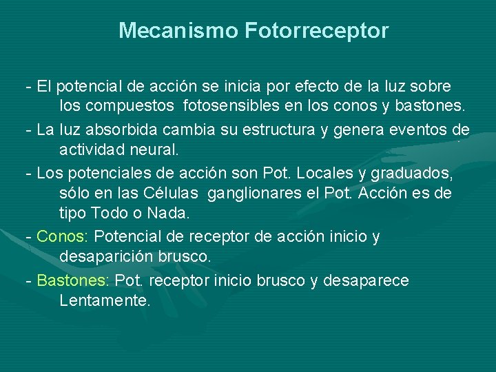 Mecanismo Fotorreceptor - El potencial de acción se inicia por efecto de la luz Mecanismo Fotorreceptor - El potencial de acción se inicia por efecto de la luz